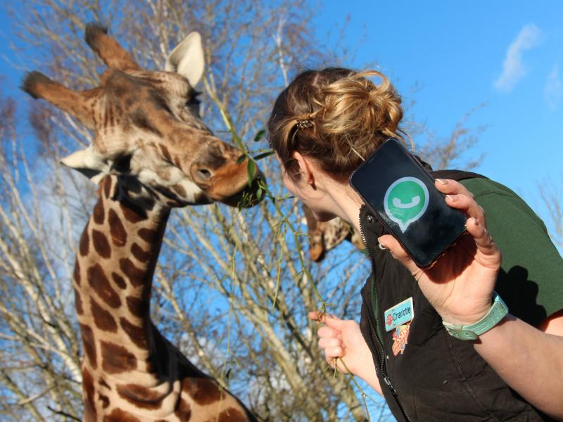 Chessington Launches Wild WhatsApp