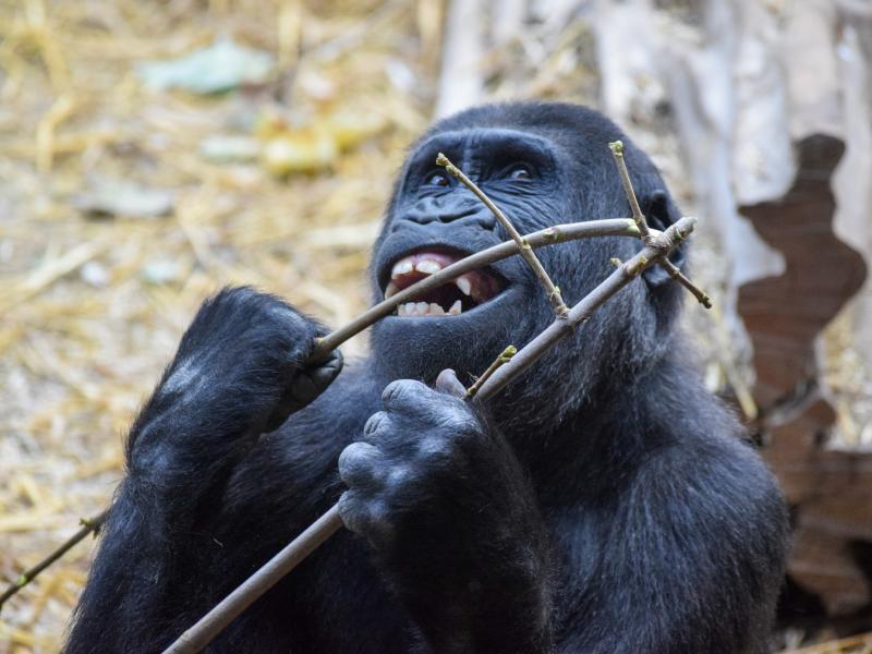 Chessington Zoo To Reopen