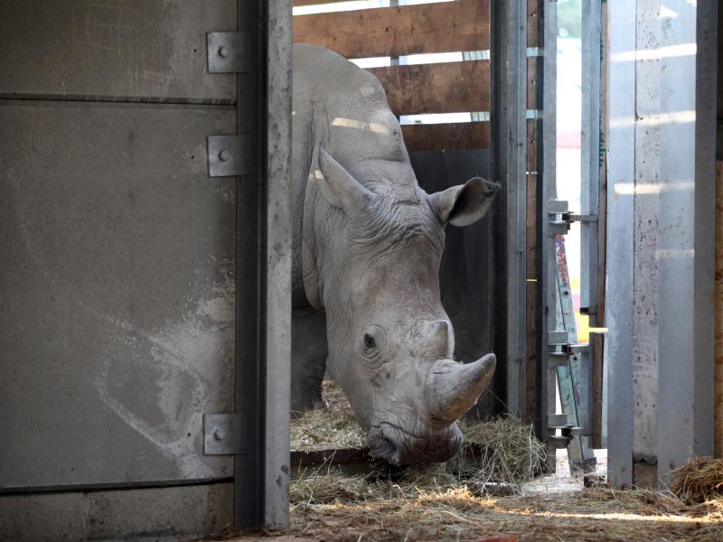 Chessington says bonjour three new white rhinos