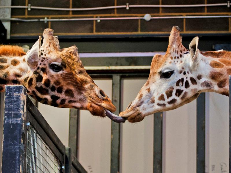 Giraffes Arrive At Chessington For Zufari