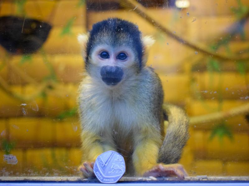 Keep The Change You Monkey!