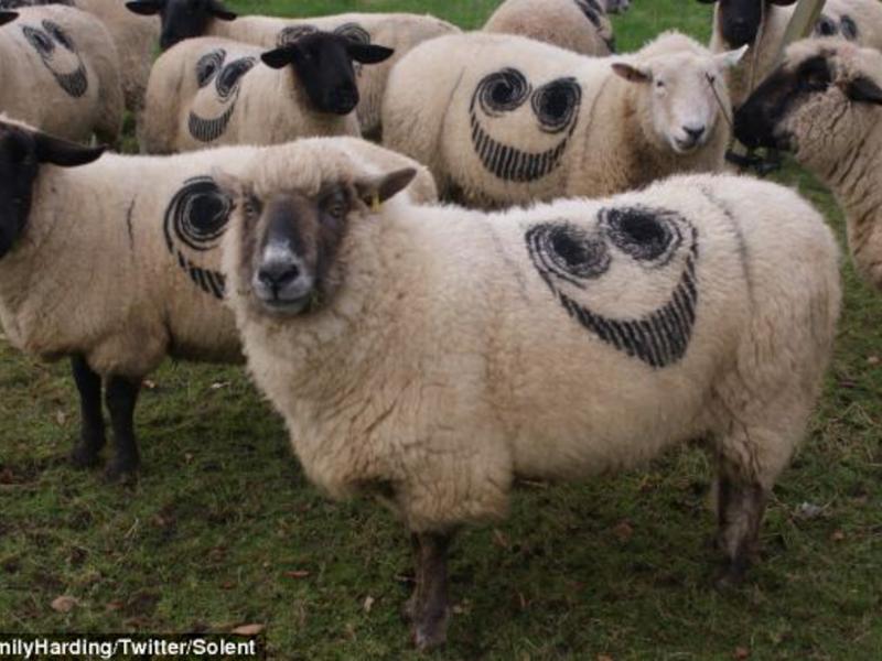 Mysterious Smiley Face Sheep