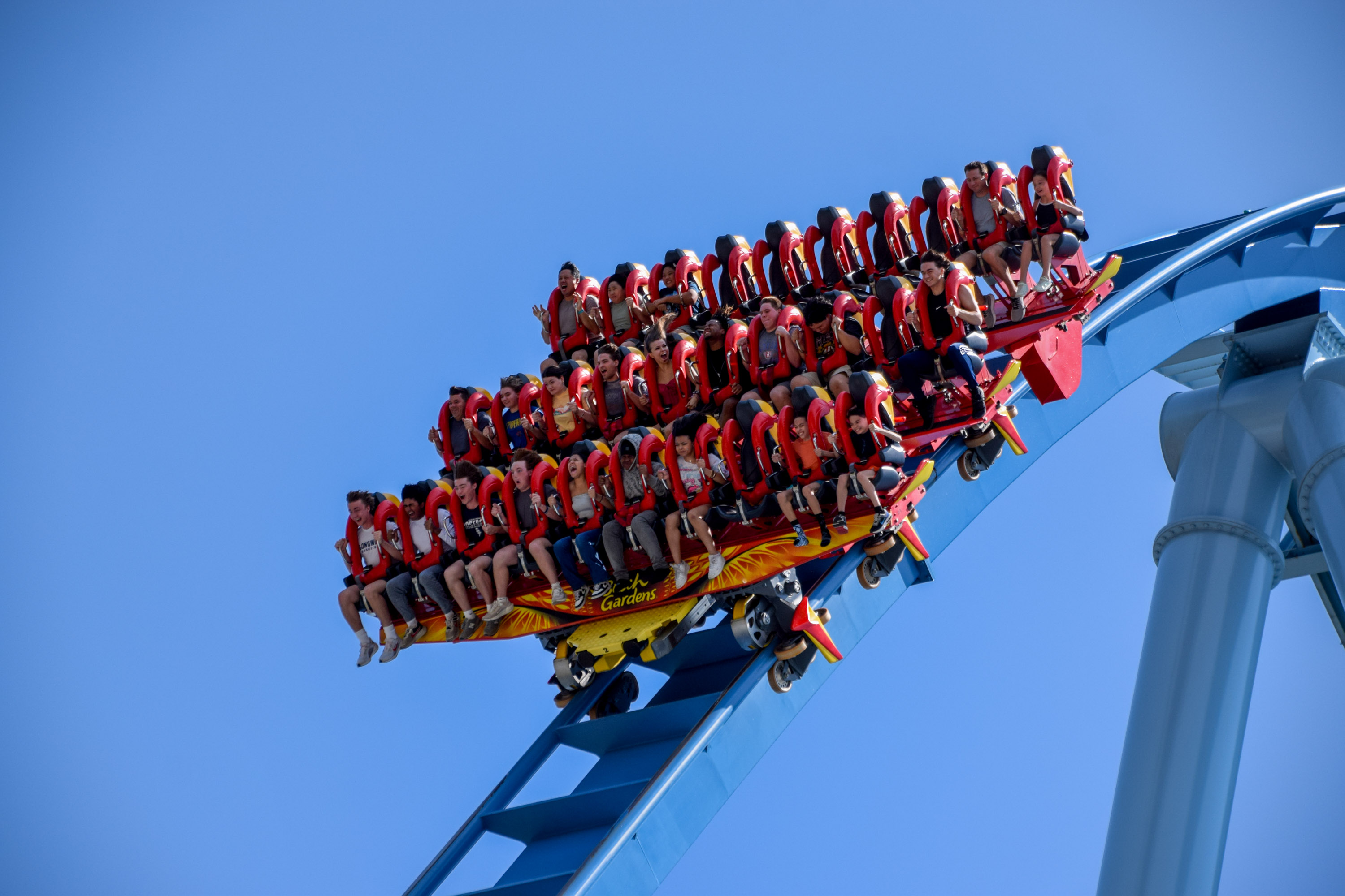 Griffon