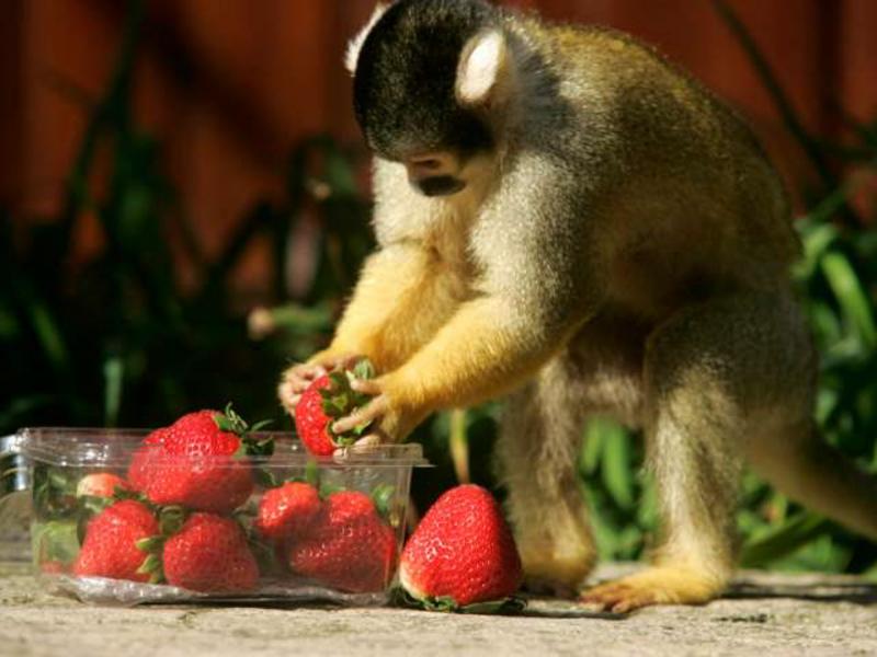 Chessington does Wimbledon