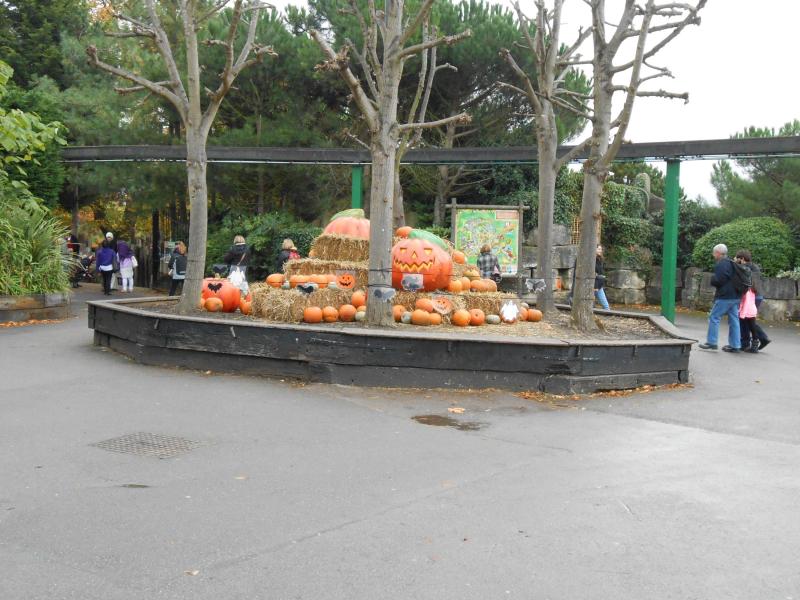 Halloween Hocus Pocus Event Information