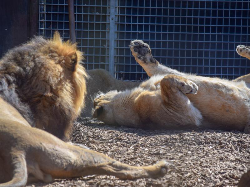 Asiatic Lion Cubs To Leave Chessington