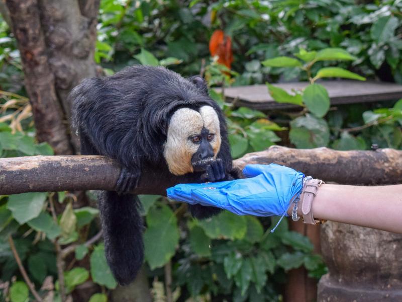 AMAZU: Treetop Adventure