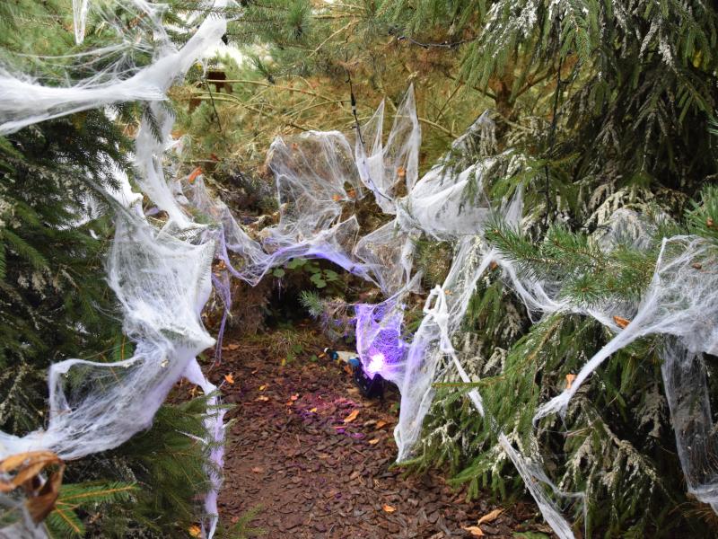 The Forgotten Forest
