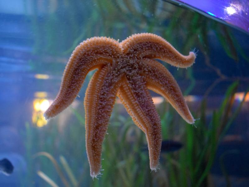 Sealife Centre