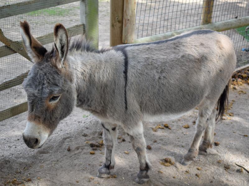 Donkeys and Reindeer