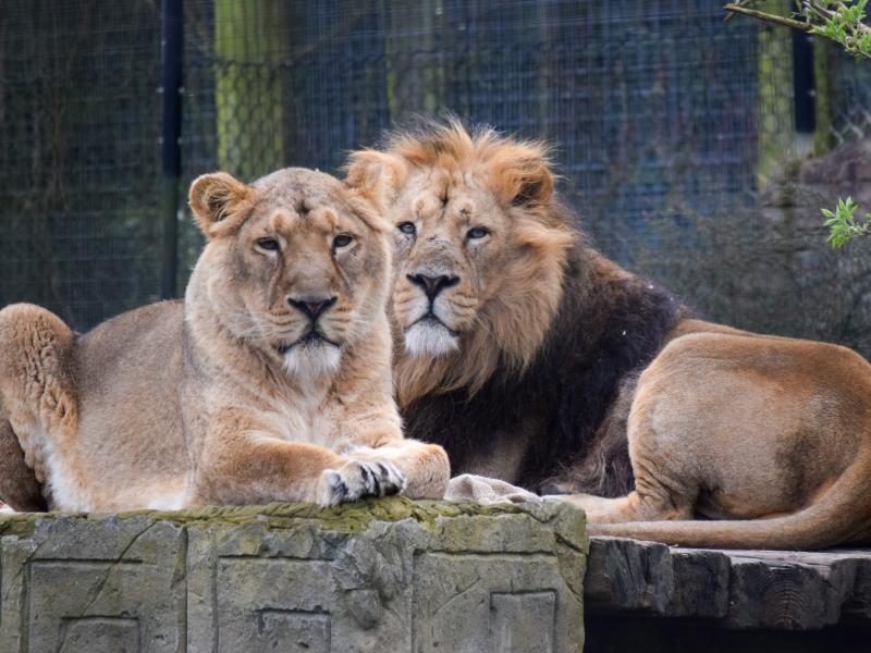 Chessington Zoo