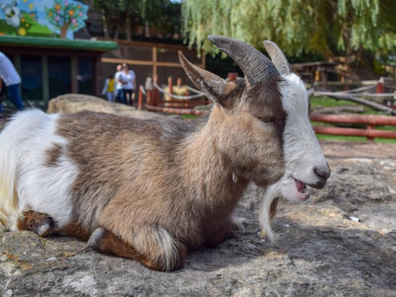 Yoohoo & Friends Zoo