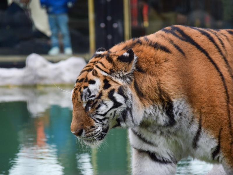 Learn Your Stripes