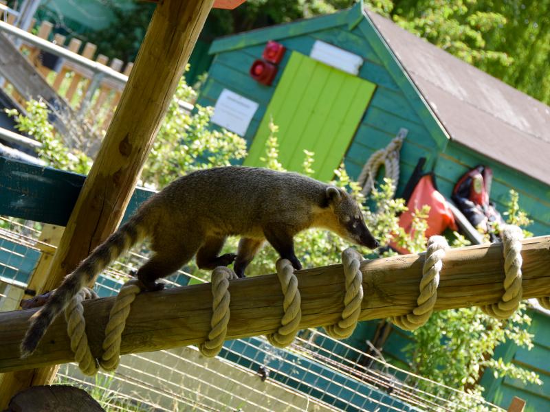Ring-Tailed Coati