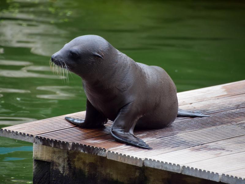 Baby Hugo New Sealion Born At Chessington