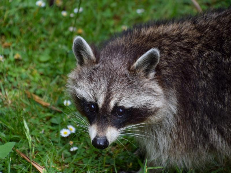Northern Raccoons
