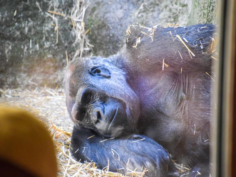 Western Lowland Gorillas