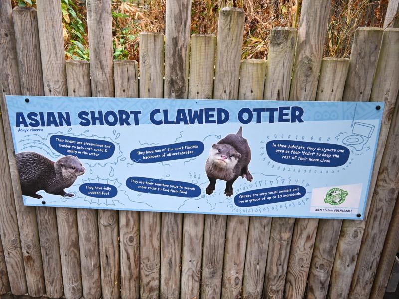 Chessington Otters Move Into Temporary New Home
