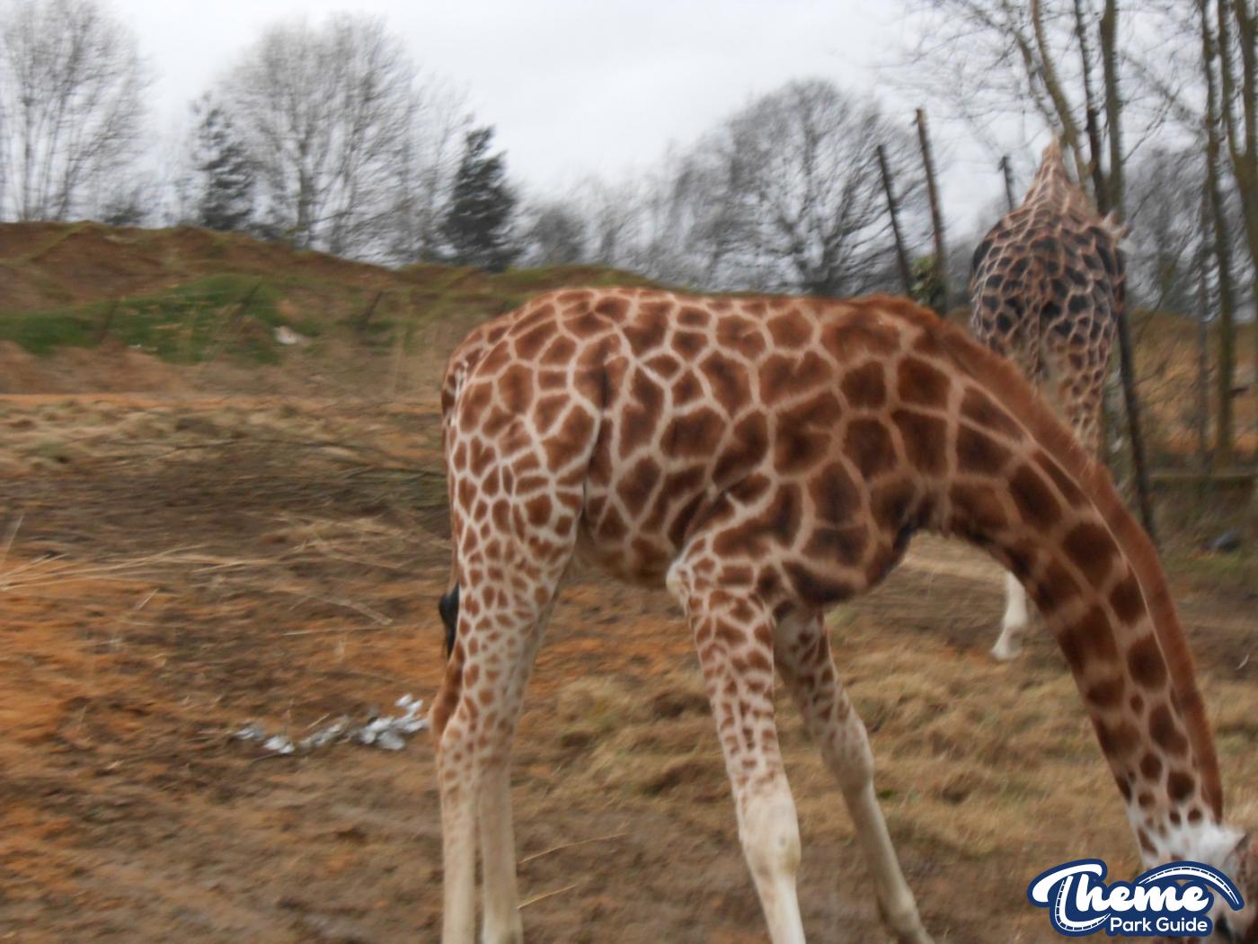 Chessington World Of Adventures - Zufari Press Launch