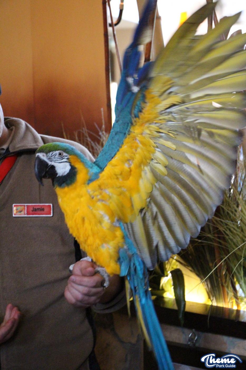 Chessington World Of Adventures - Zufari Press Launch