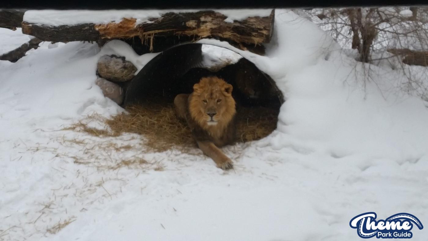 Chessington Kamal The Lion