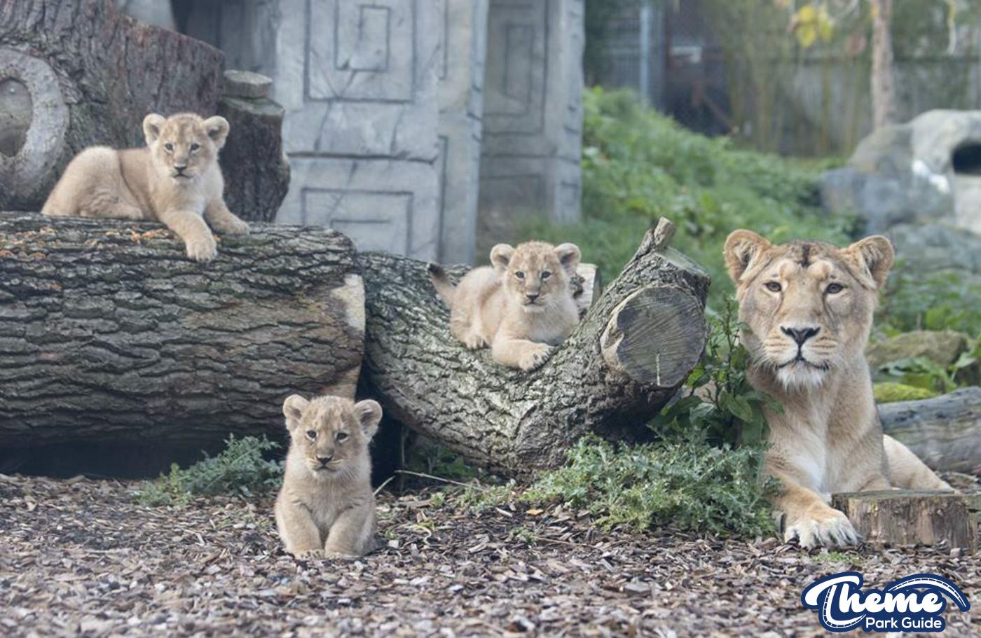 Lioness Rani Gives Birth To Three Lion Cubs