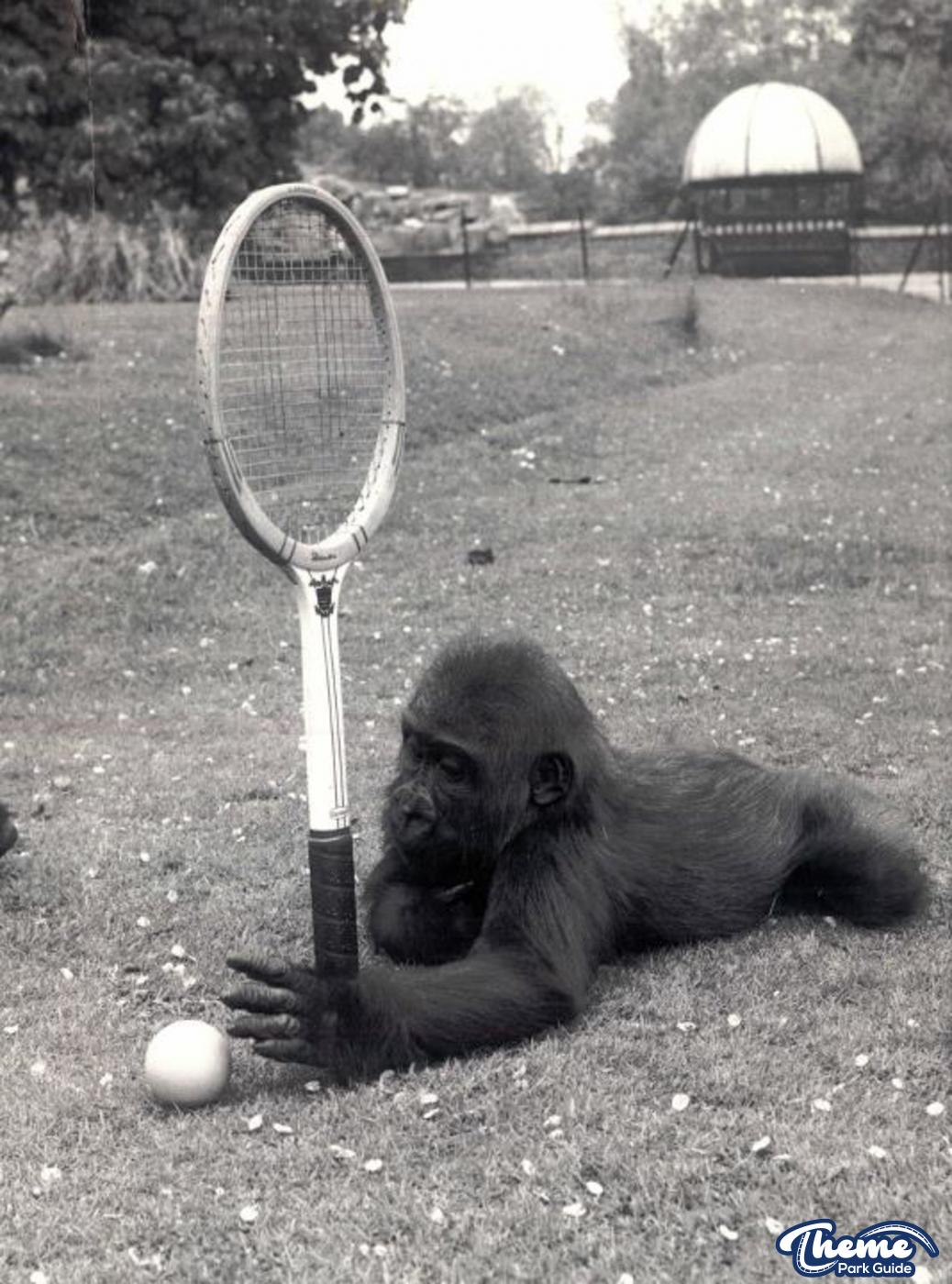 Chessington does Wimbledon