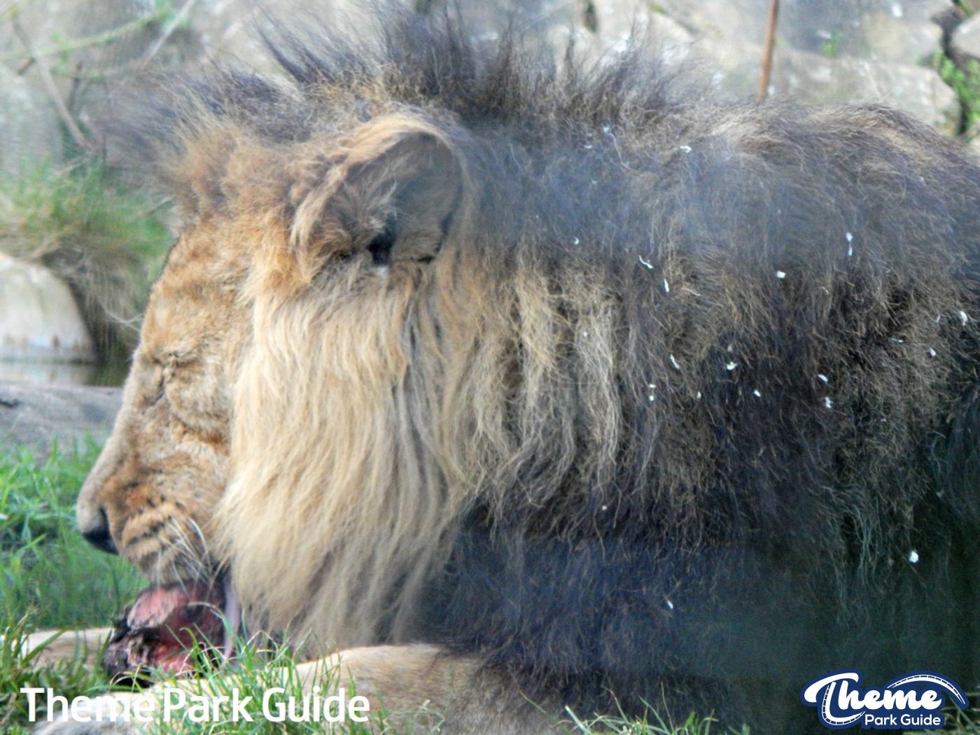 Ashok The Asiatic Lion Dies