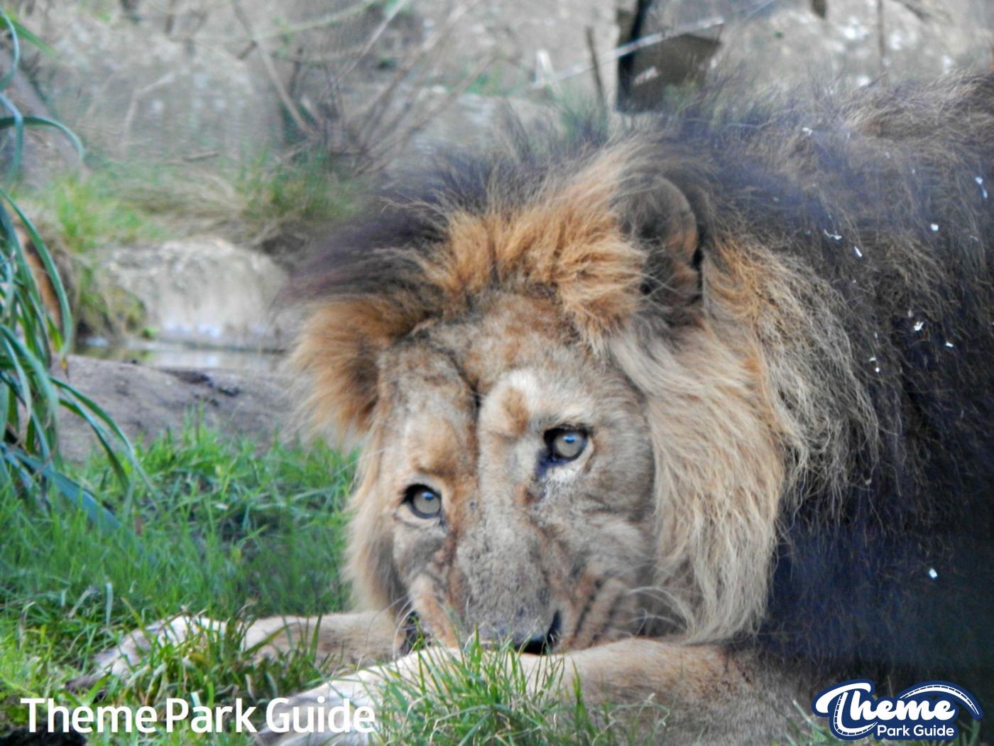 Ashok The Asiatic Lion Dies
