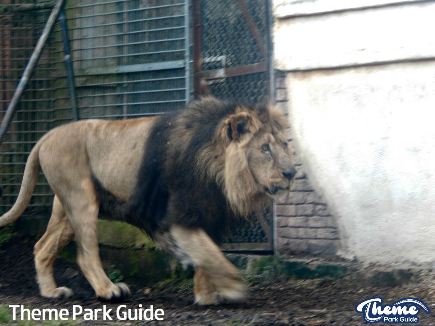Ashok The Asiatic Lion Dies