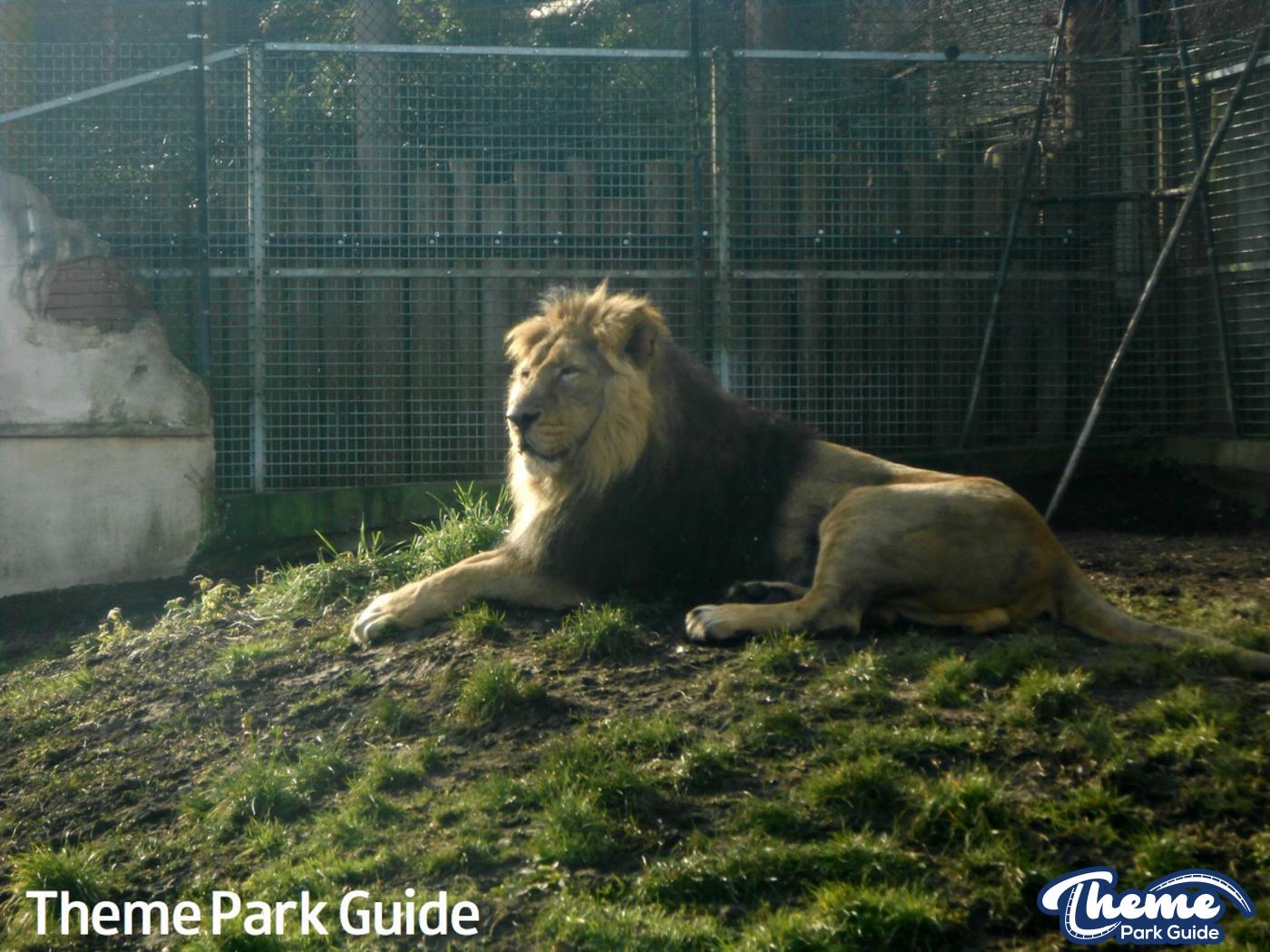 Ashok The Asiatic Lion Dies