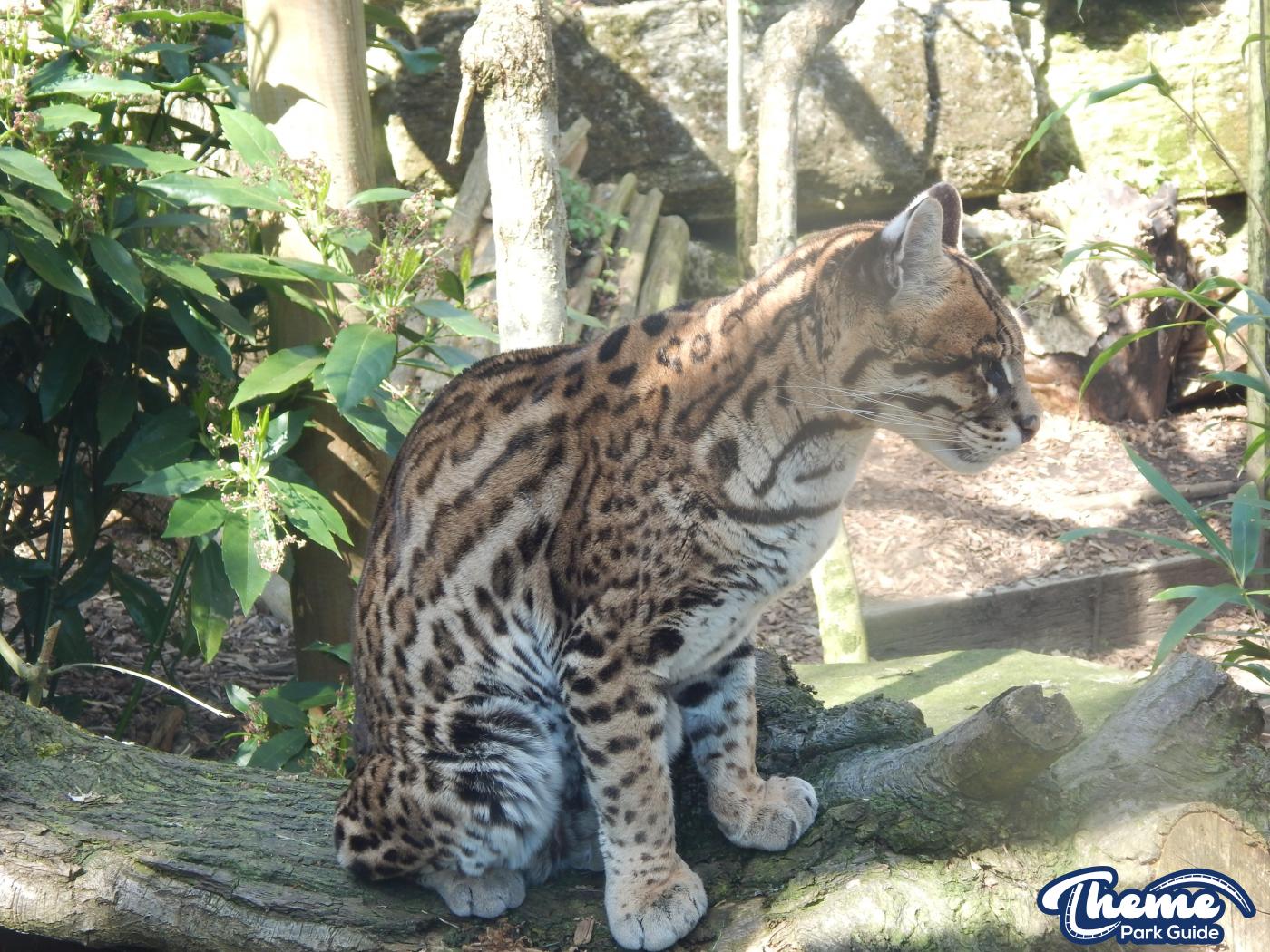 Trail of the Kings - Chessington Zoo