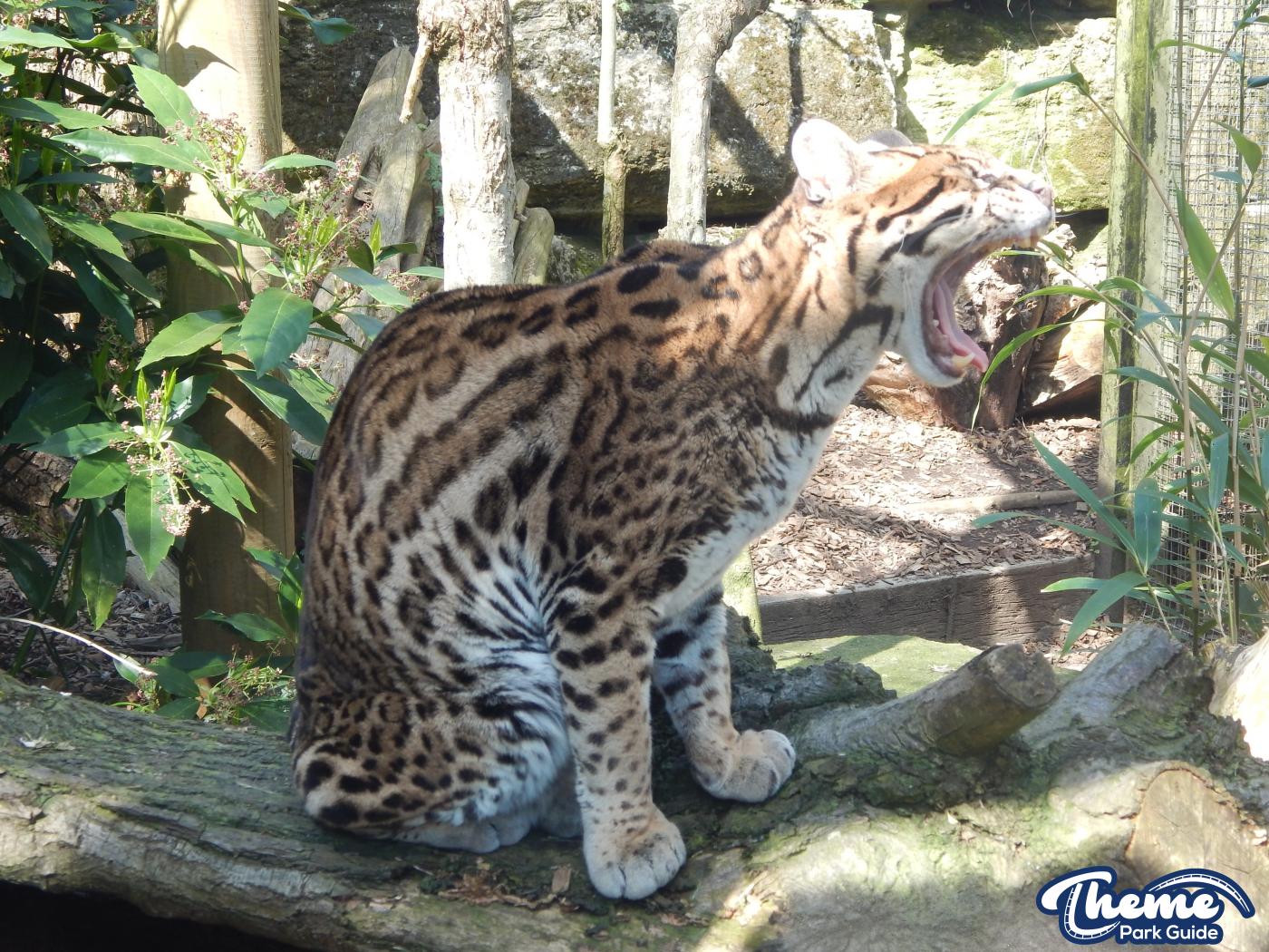 Trail of the Kings - Chessington Zoo