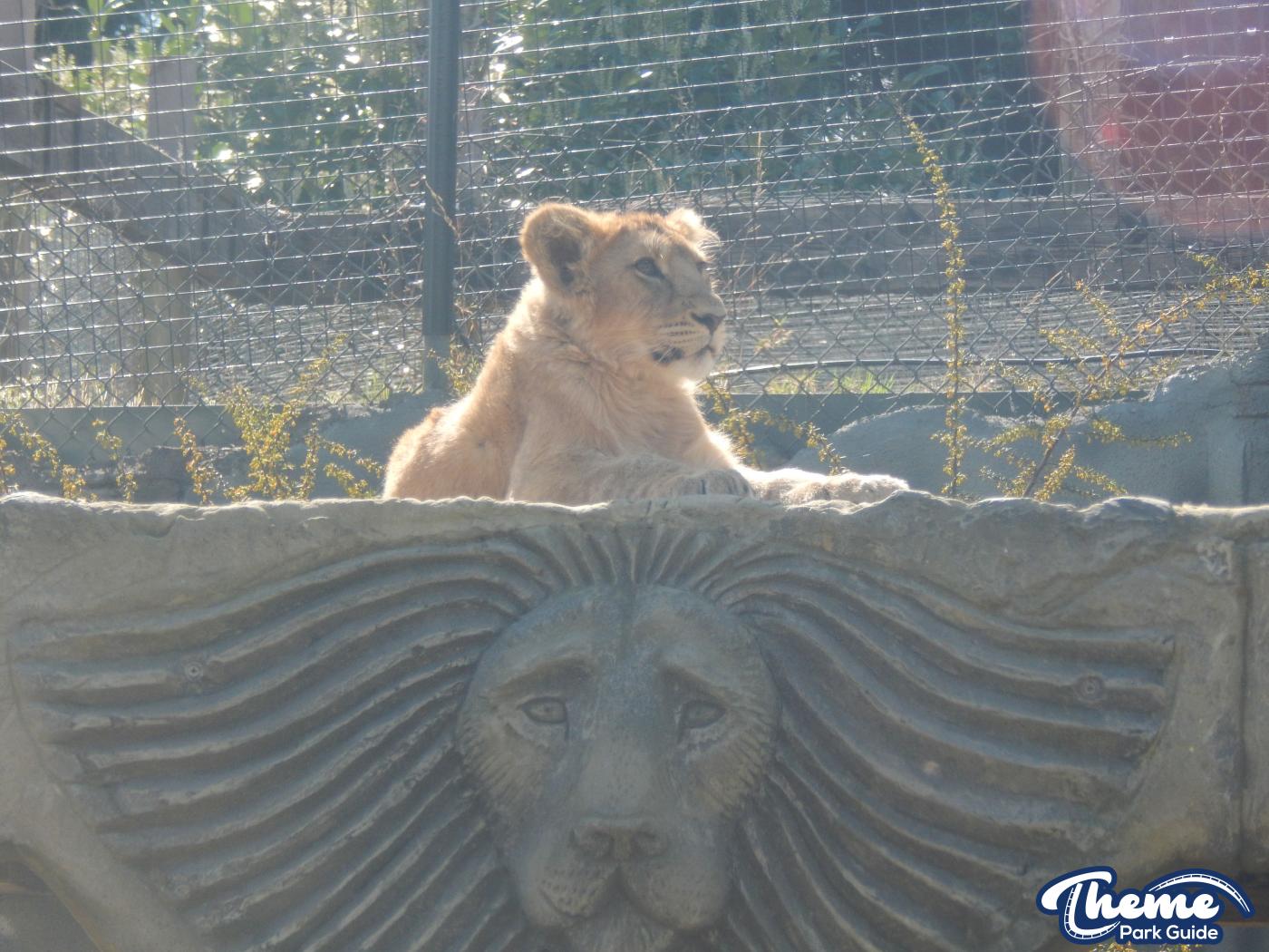 Trail of the Kings - Chessington Zoo