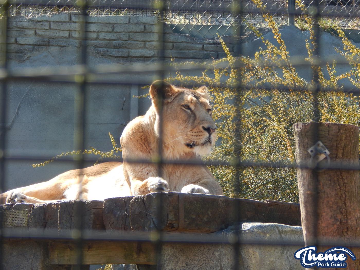 Trail of the Kings - Chessington Zoo