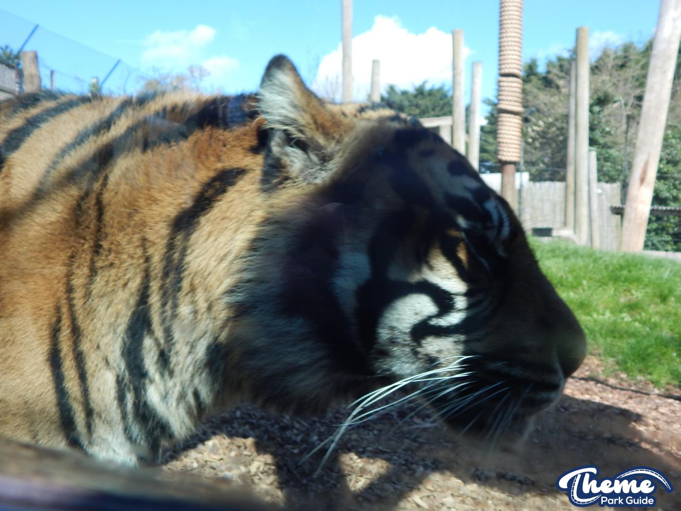 Trail of the Kings - Chessington Zoo