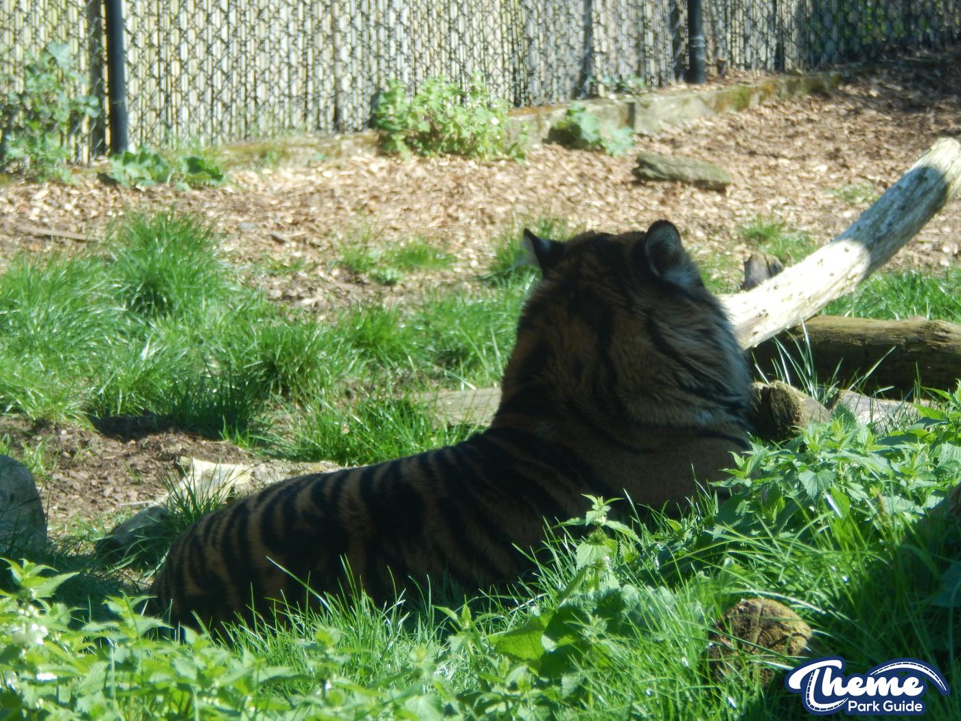 Trail of the Kings - Chessington Zoo