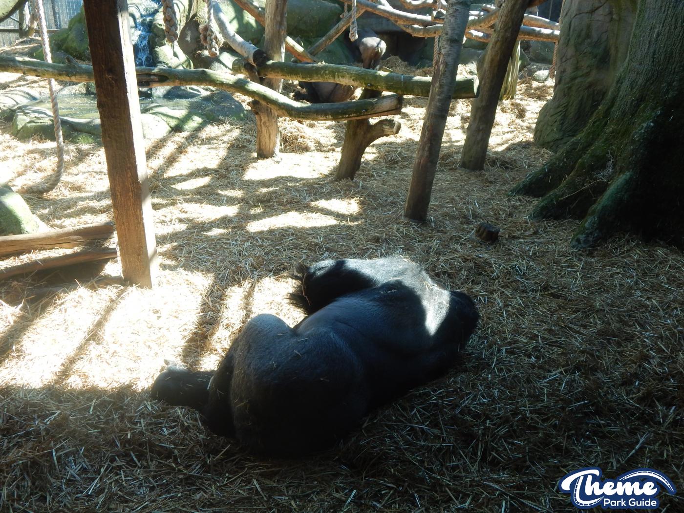 Trail of the Kings - Chessington Zoo