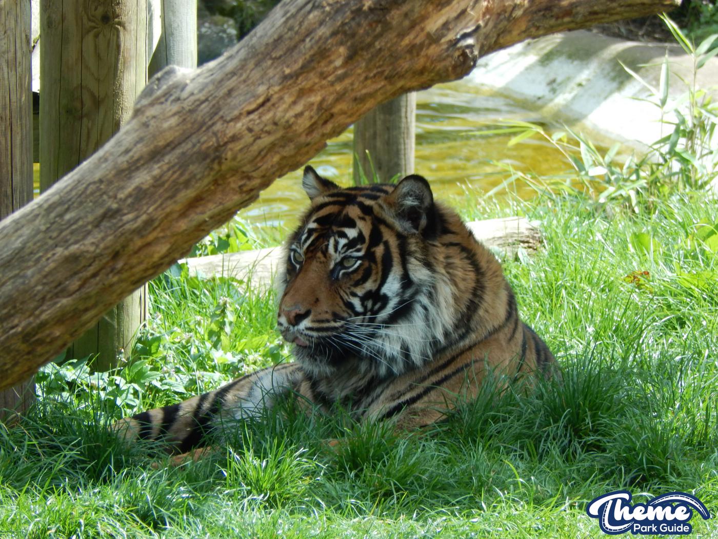Trail of the Kings - Chessington Zoo