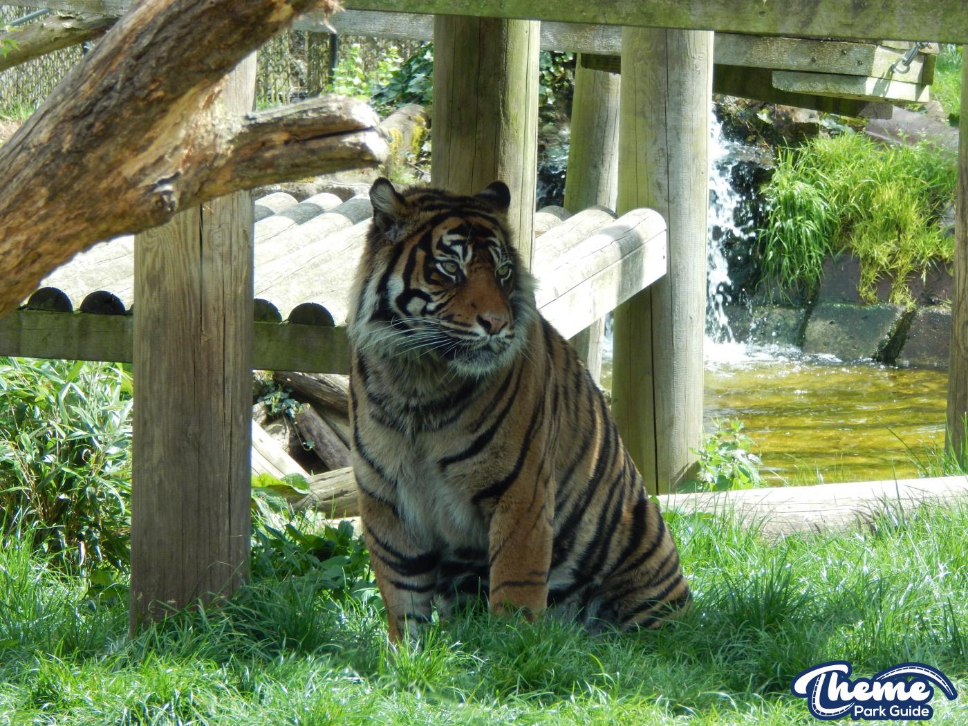 Trail of the Kings - Chessington Zoo