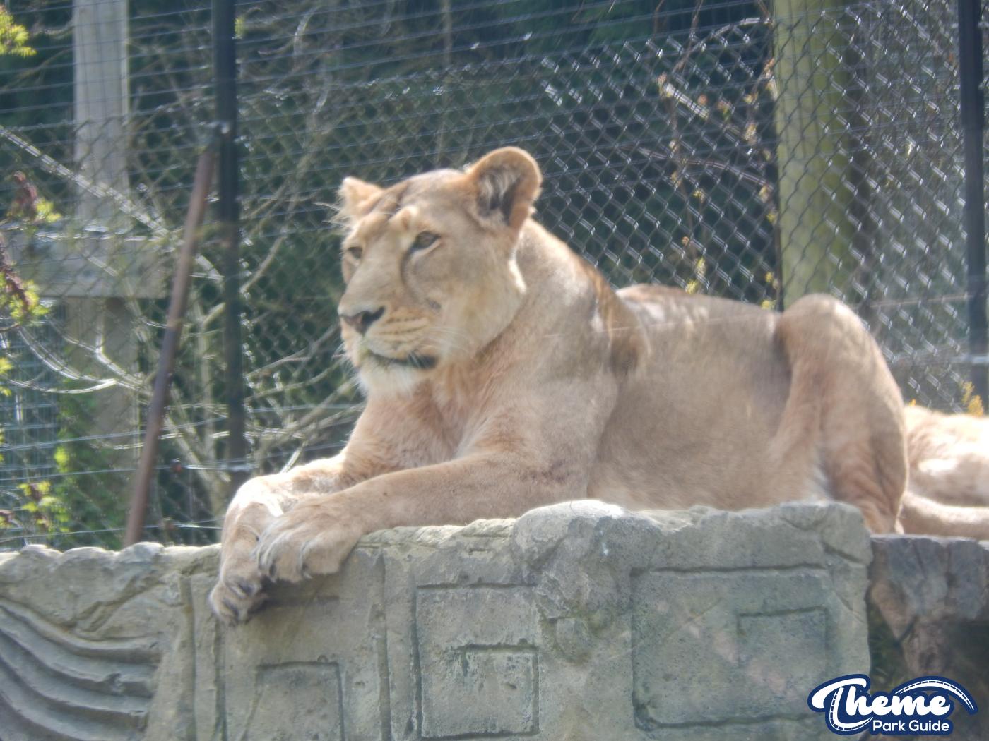 Trail of the Kings - Chessington Zoo