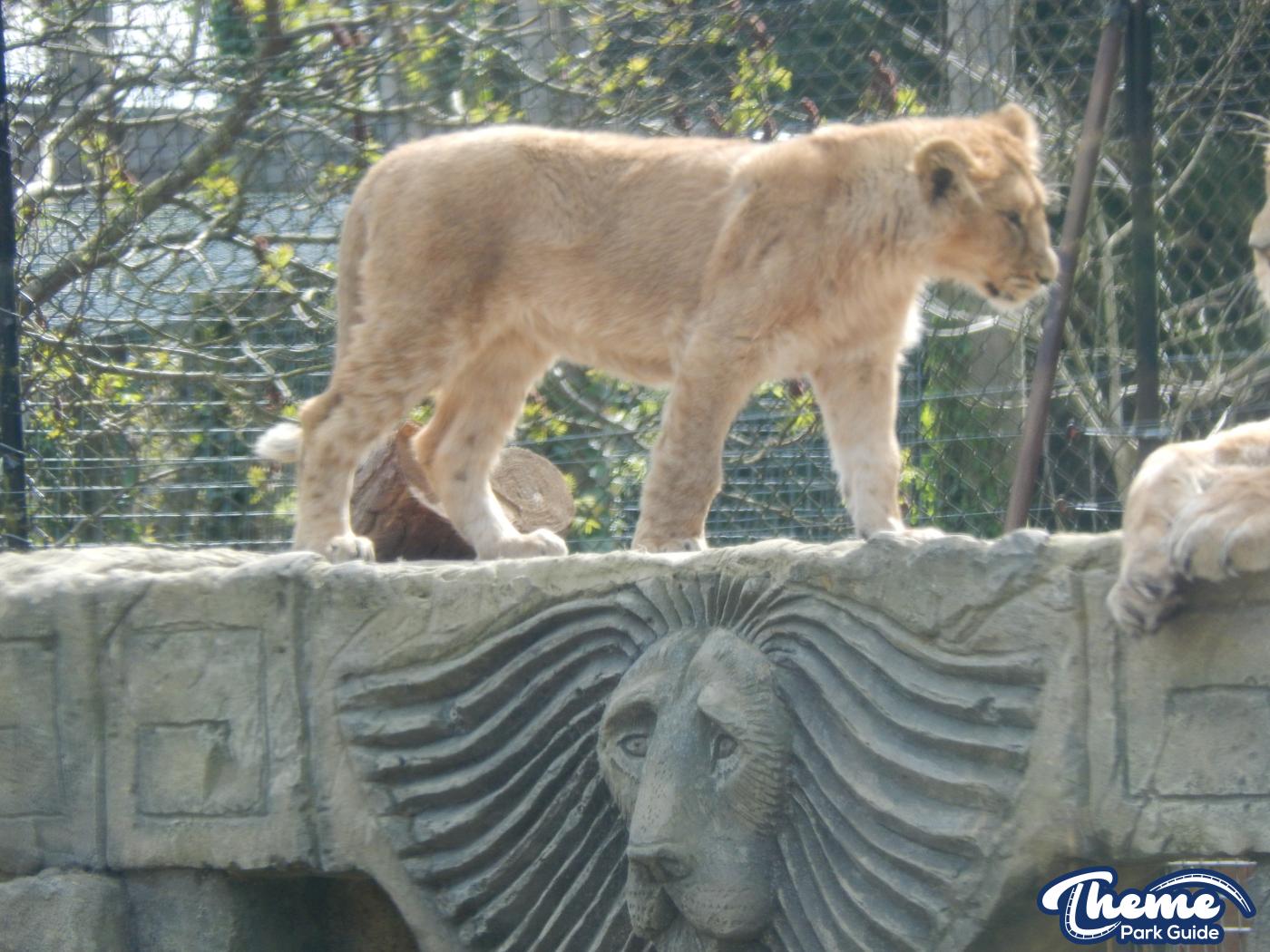 Trail of the Kings - Chessington Zoo