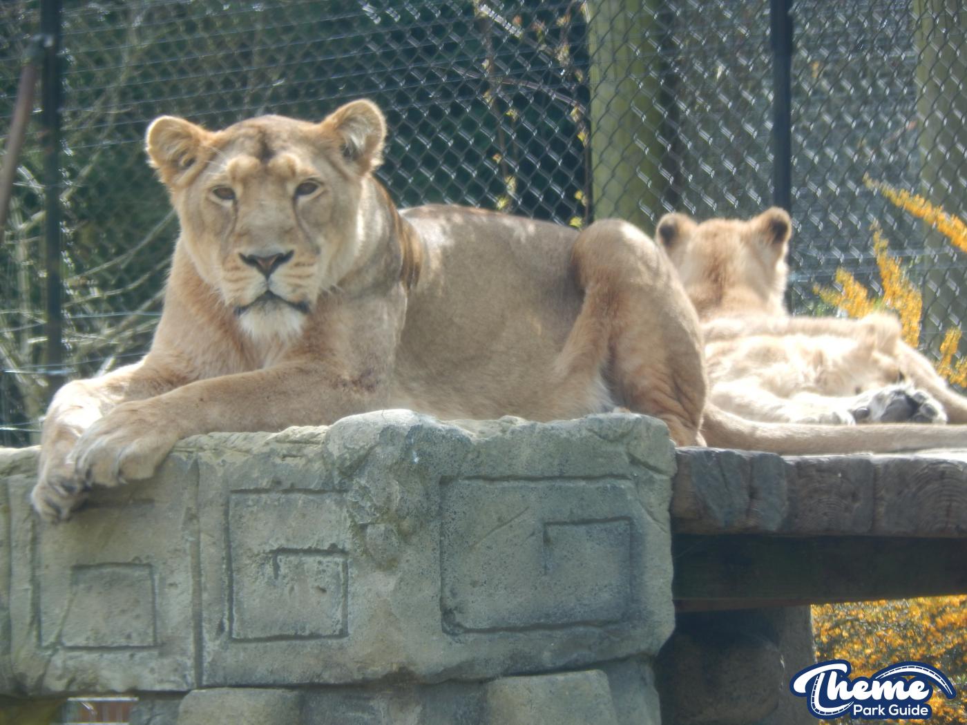 Trail of the Kings - Chessington Zoo