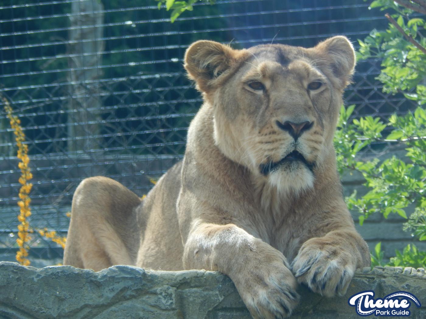Trail of the Kings - Chessington Zoo