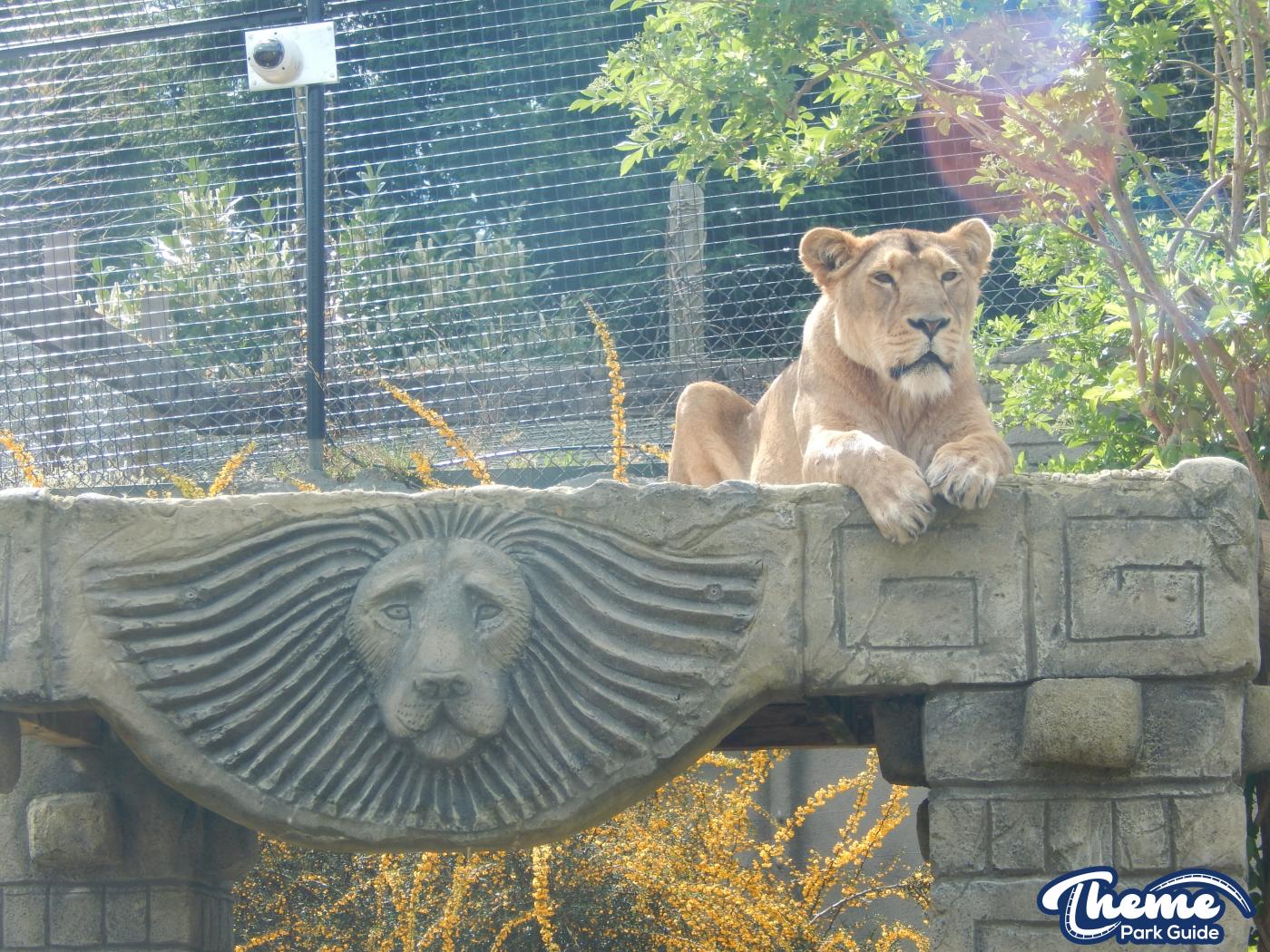 Trail of the Kings - Chessington Zoo