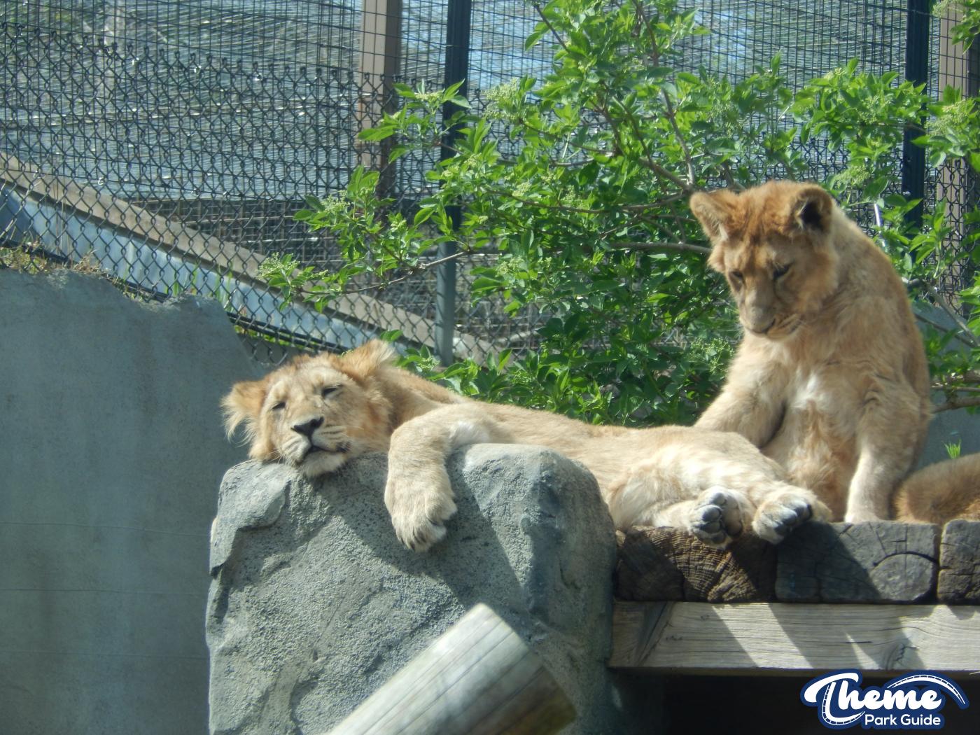 Trail of the Kings - Chessington Zoo