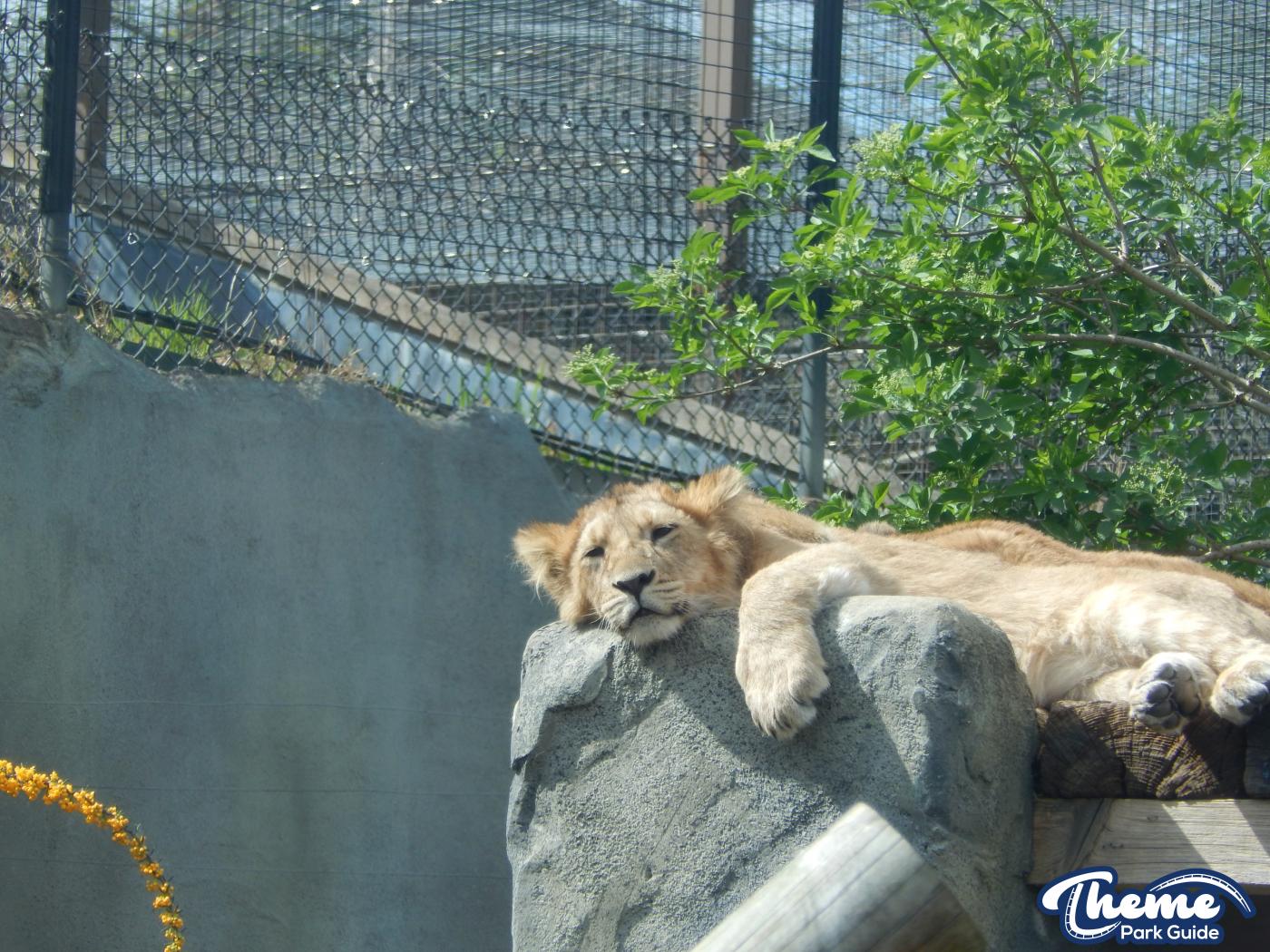 Trail of the Kings - Chessington Zoo