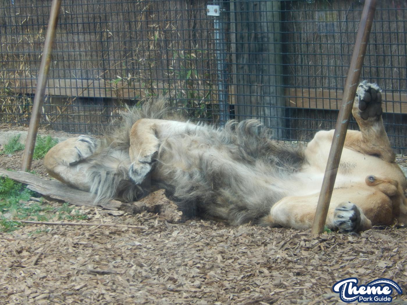 Trail of the Kings - Chessington Zoo