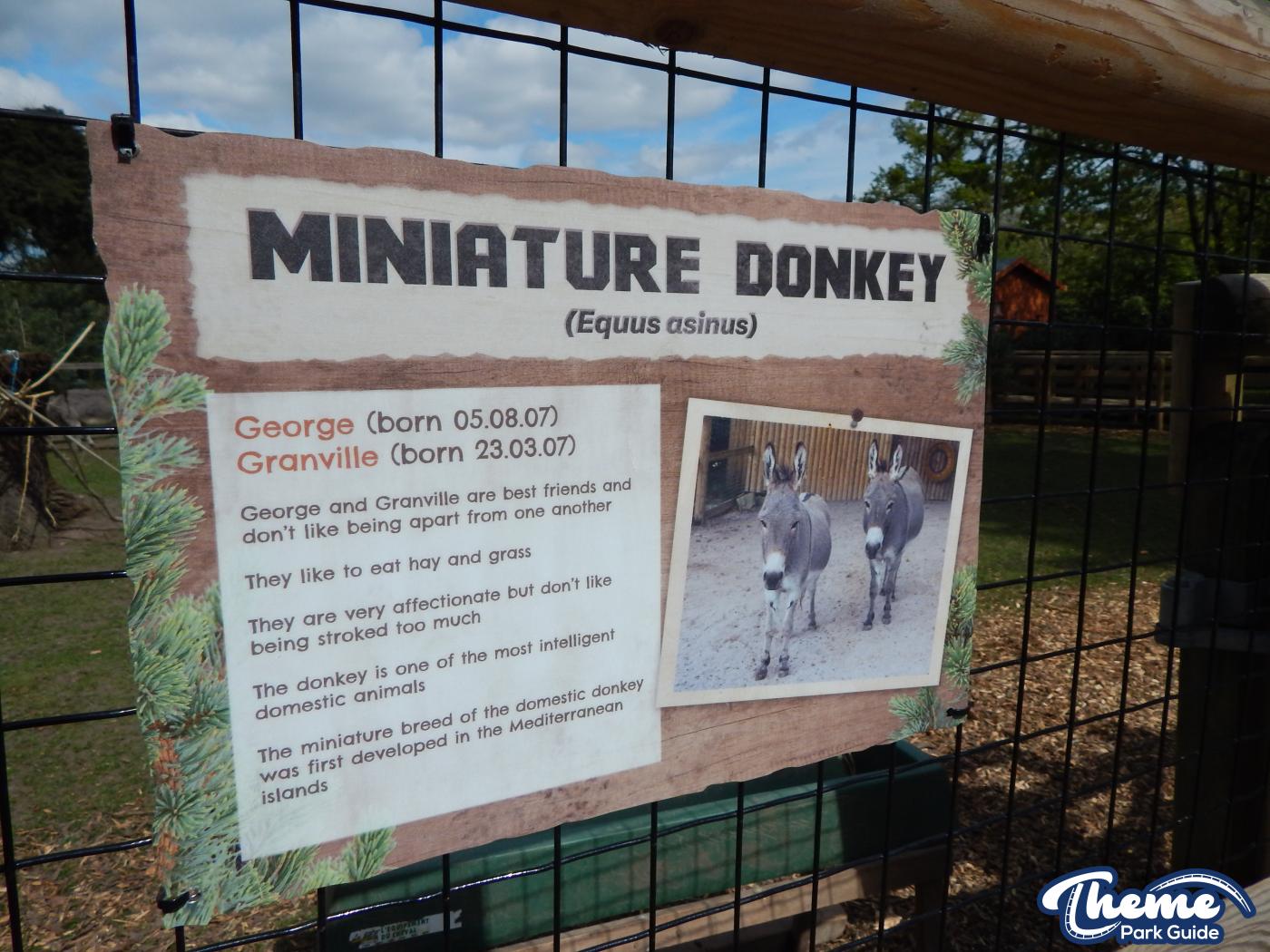 Donkeys and Reindeer - Chessington Zoo