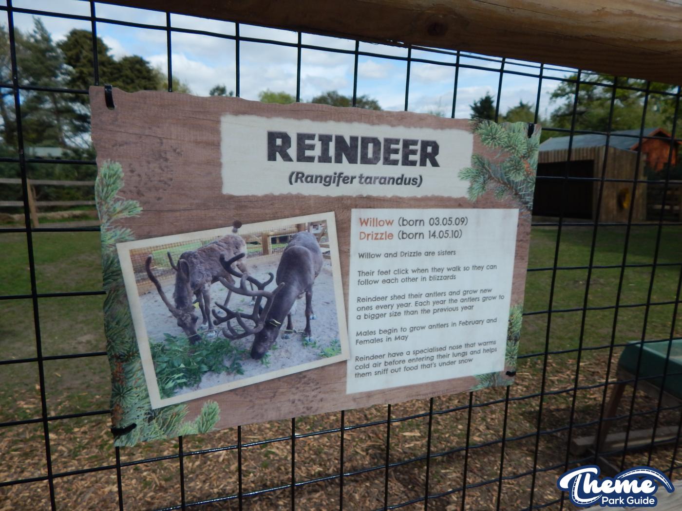 Donkeys and Reindeer - Chessington Zoo